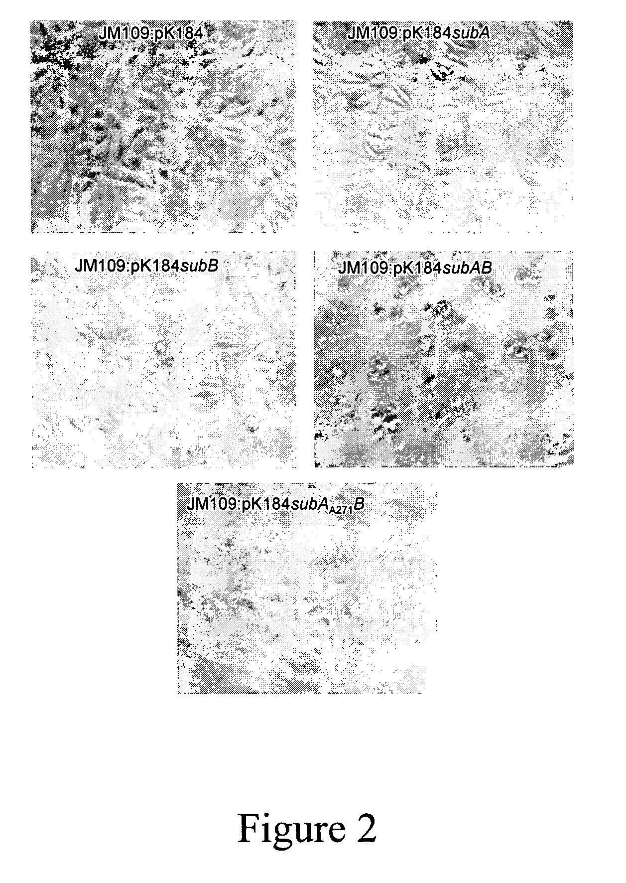 Cytotoxin with a subtilase domain