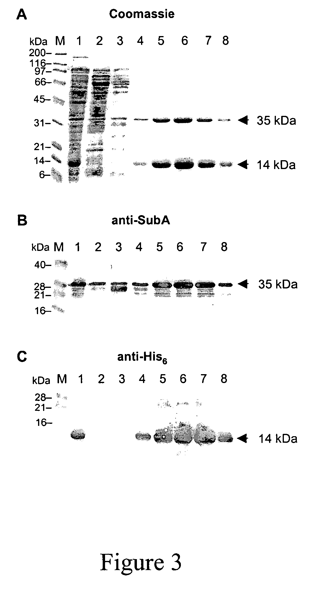 Cytotoxin with a subtilase domain