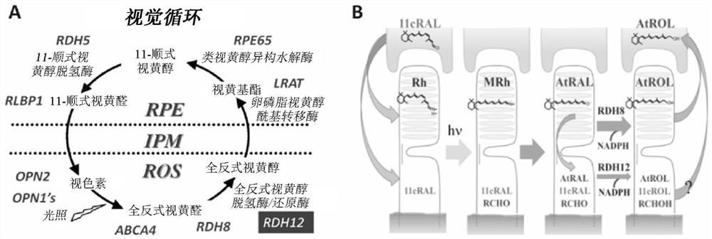 Viral vectors comprising rdh12 coding regions and methods of treating retinal dystrophies