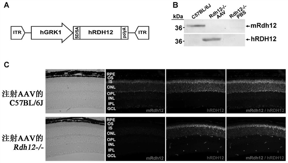 Viral vectors comprising rdh12 coding regions and methods of treating retinal dystrophies