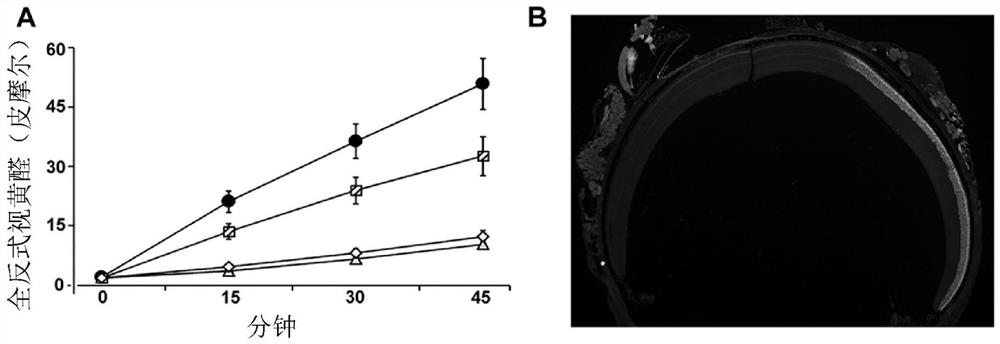 Viral vectors comprising rdh12 coding regions and methods of treating retinal dystrophies