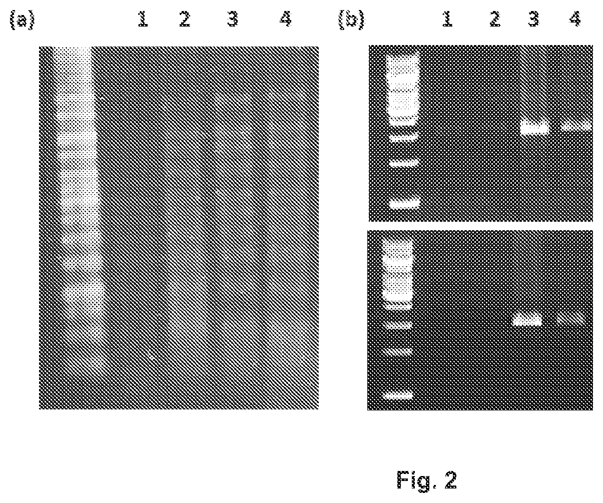 Improved thermostable viral reverse transcriptase