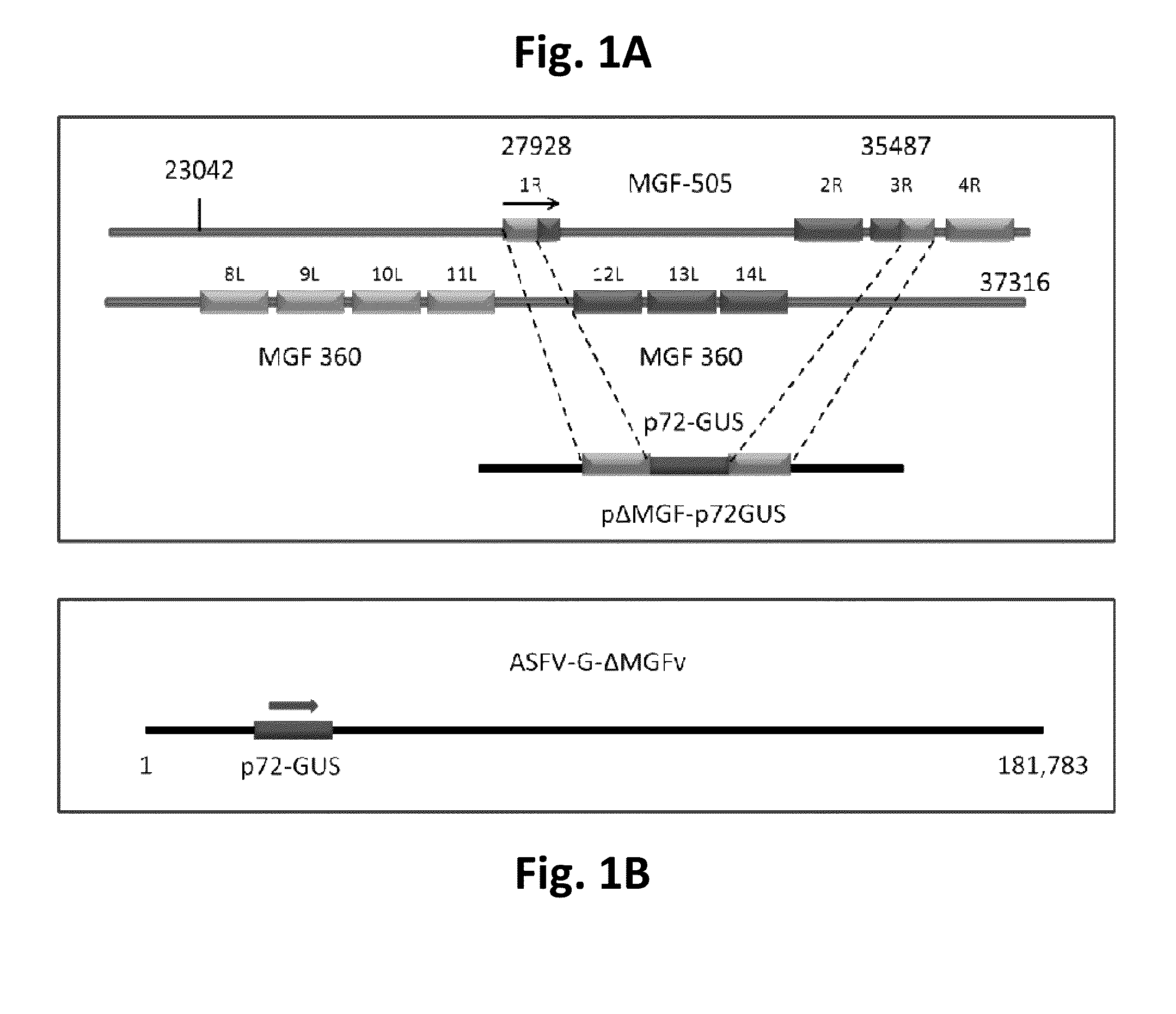 Attenuated African Swine Fever Virus Vaccine Based in the Deletion of MGF Genes