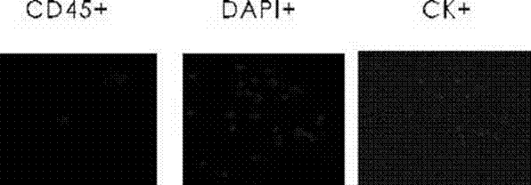 Equipment, system and method for separating CTCs (circulating tumor cells)