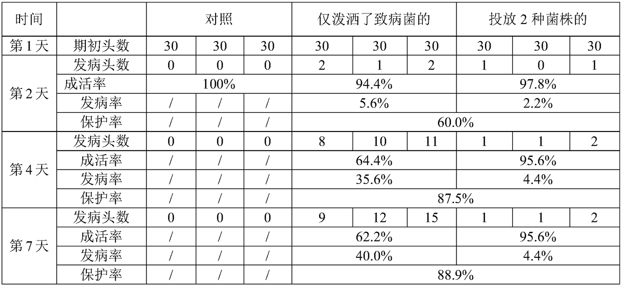 Bacillus subtilis producing lipase and inhibiting Vibrio splendidus and use method thereof