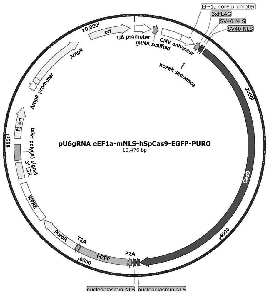 Application of gRNA target combinations in construction of hemophilia model pig cell line