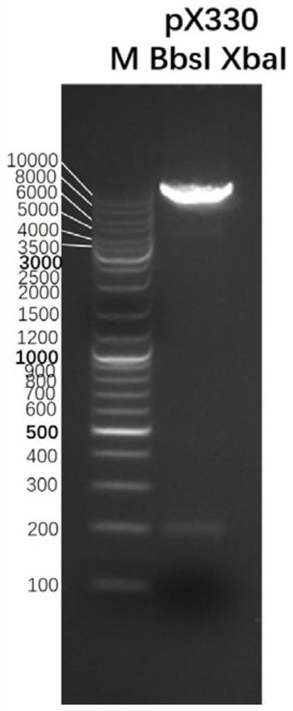 Application of gRNA target combinations in construction of hemophilia model pig cell line