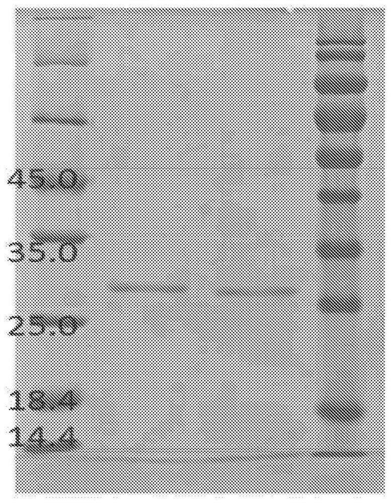 Bispecific antibodies and antibody conjugates for tumor therapy and applications thereof