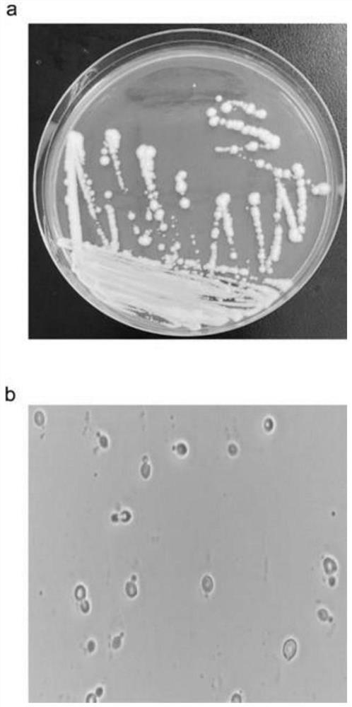 Screening and application of high-yield 2-phenylethanol microzyme strain