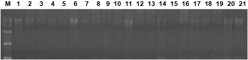 Rapid identification method for present generation genotype of gramineous seed