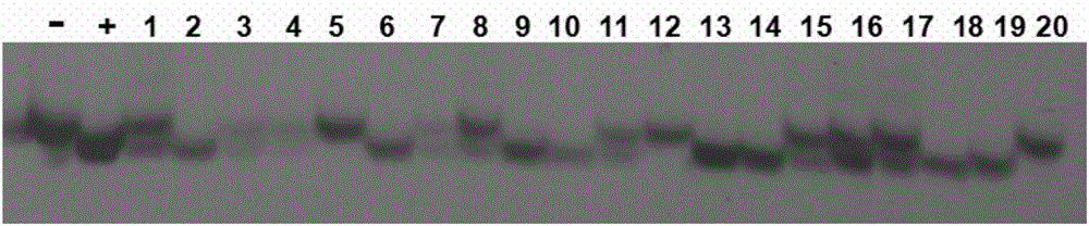 Rapid identification method for present generation genotype of gramineous seed