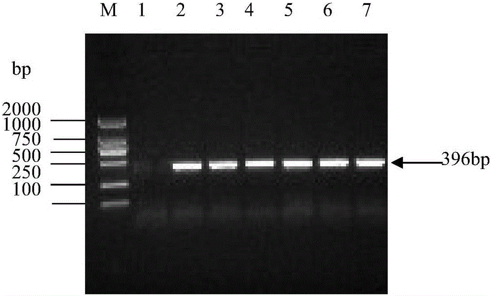 Mycoplasma ovipneumoniae multi-epitope fusion antigen MO-meAg5 and preparing method and application thereof