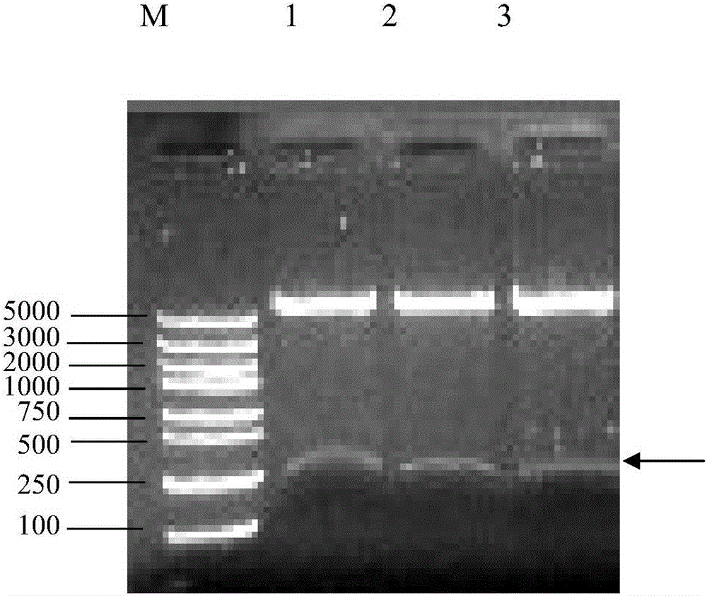 Mycoplasma ovipneumoniae multi-epitope fusion antigen MO-meAg5 and preparing method and application thereof