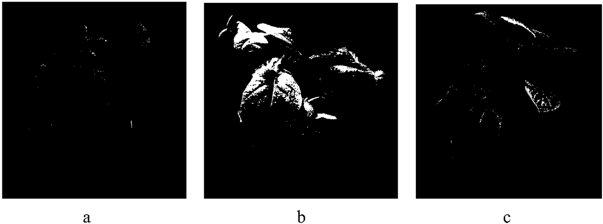 Gongronella sp. strain and application thereof