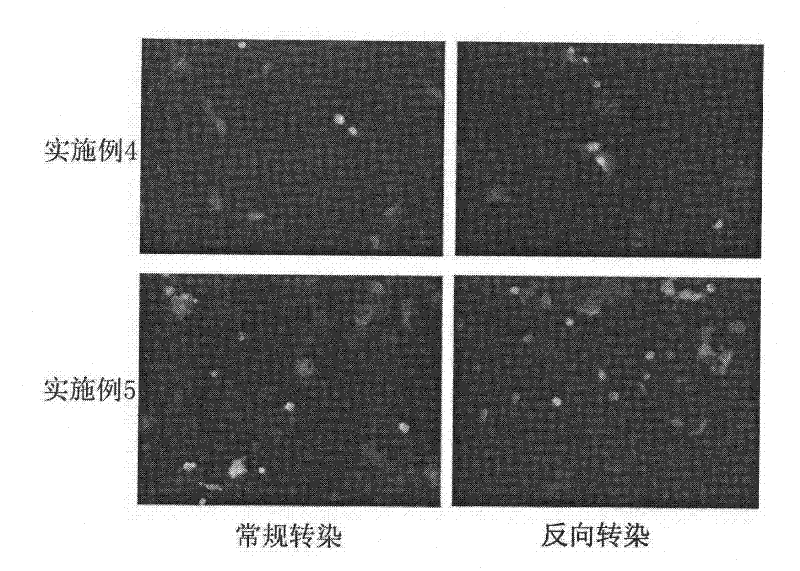 Reverse non-viral vector gene transfection method