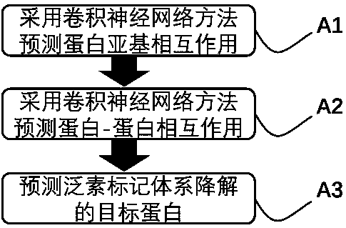 Prediction method for ubiquitination degradation of target protein