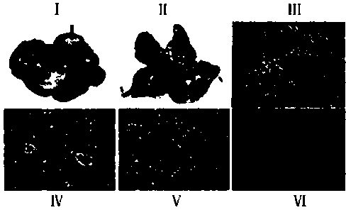 Three-step separation method for enriching stem cells