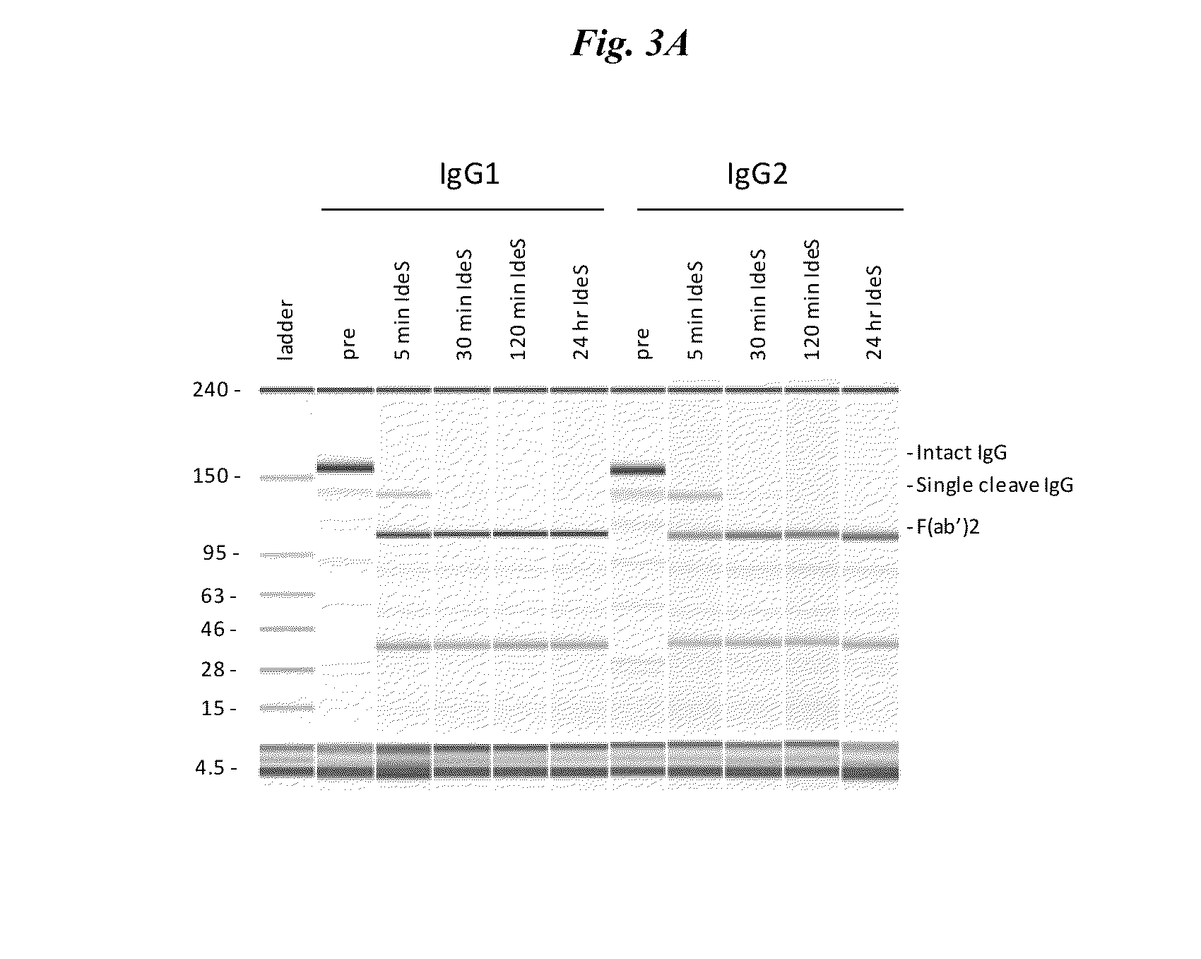 Active protease-resistant antibody FC mutants