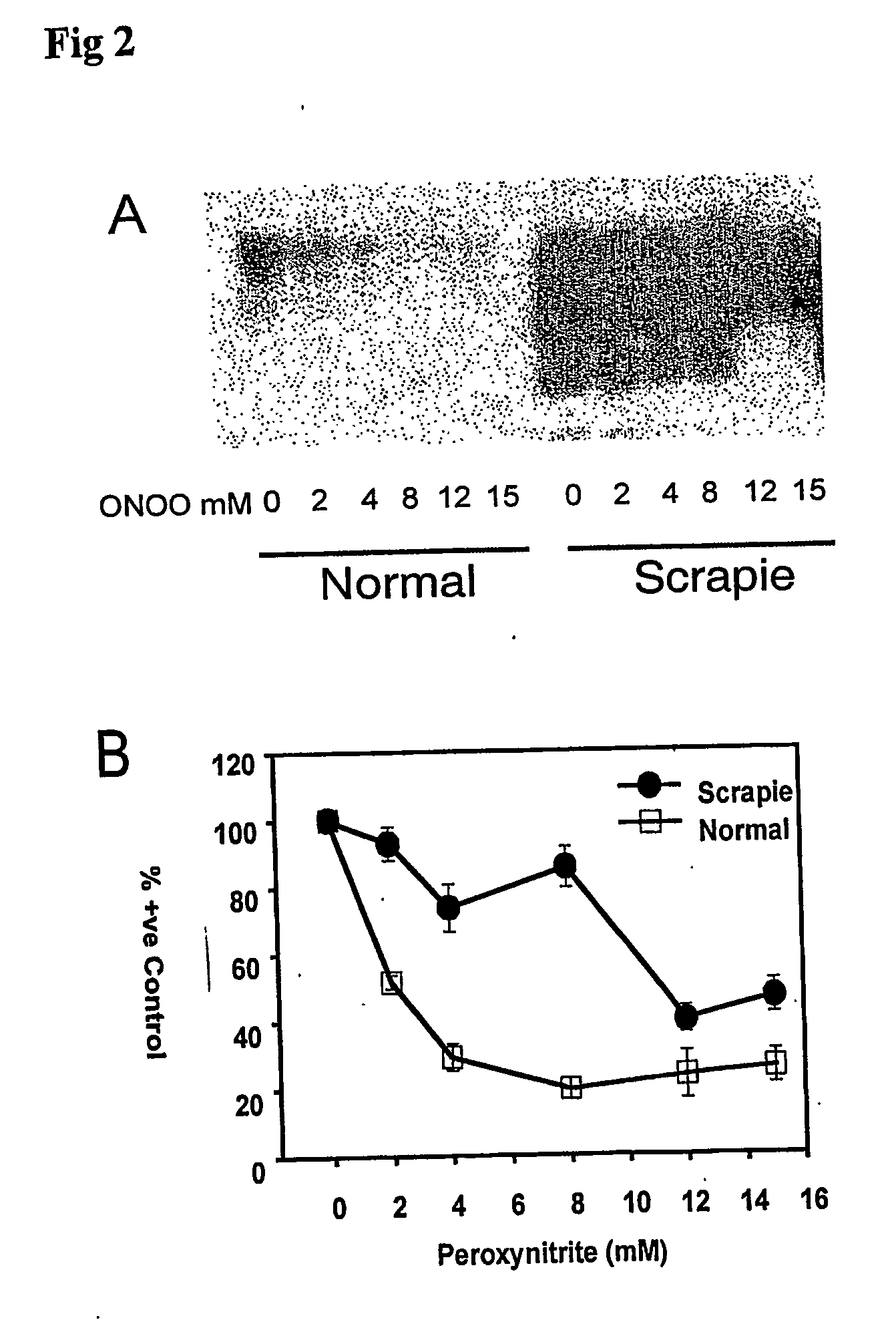 Epitope protection assay and method for detecting protein conformations