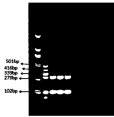 Method for detecting staphylococcus aureus and enterotoxin genotypes thereof through multiple PCR (polymerase chain reaction)