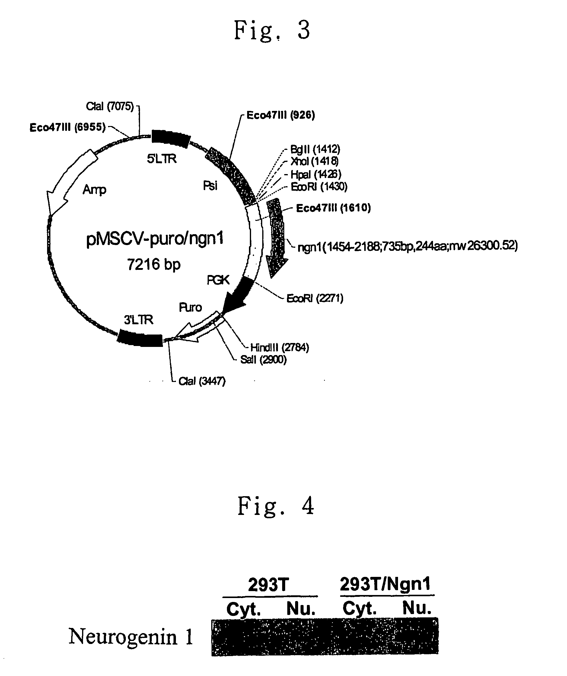 Method for transdifferentiating mesenchymal stem cells into neuronal cells