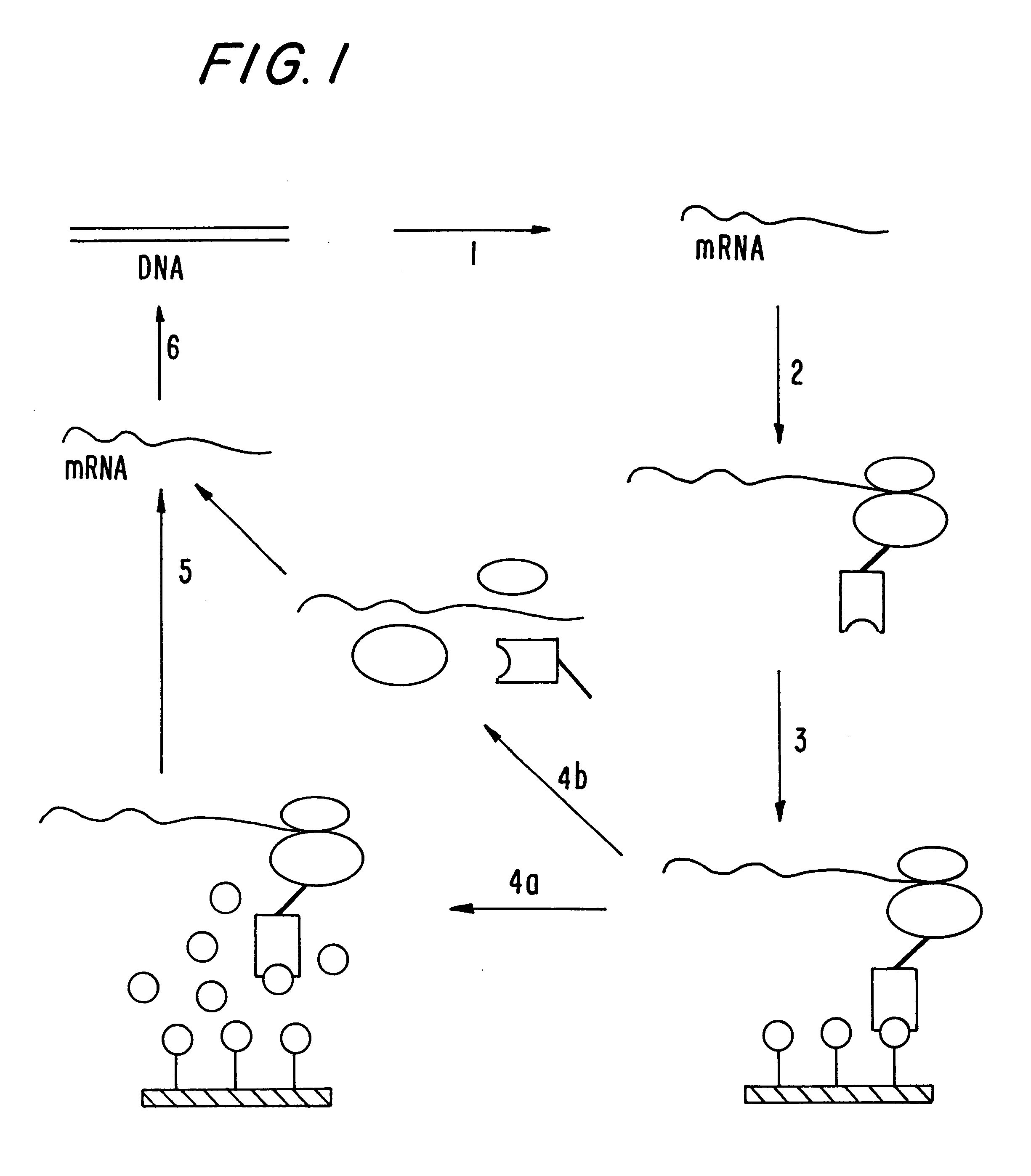 Polysome display in the absence of functional ssrA-RNA