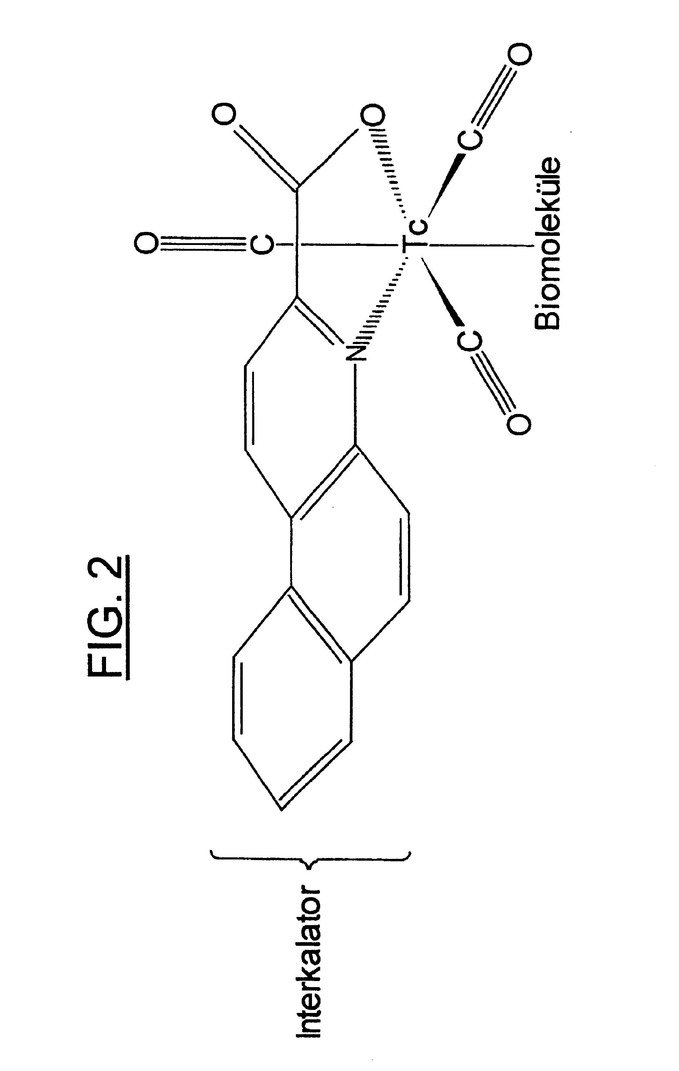 Combination of intercalating organometallic complexes and tumor seeking biomolecules for DNA cleavage and radiotherapy