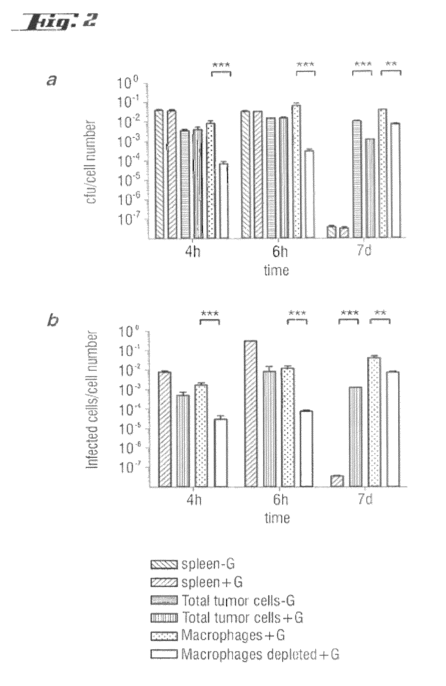 Non-pathogenic and/or attenuated bacteria capable of inducing apoptosis in macrophages, process of manufacturing and uses thereof