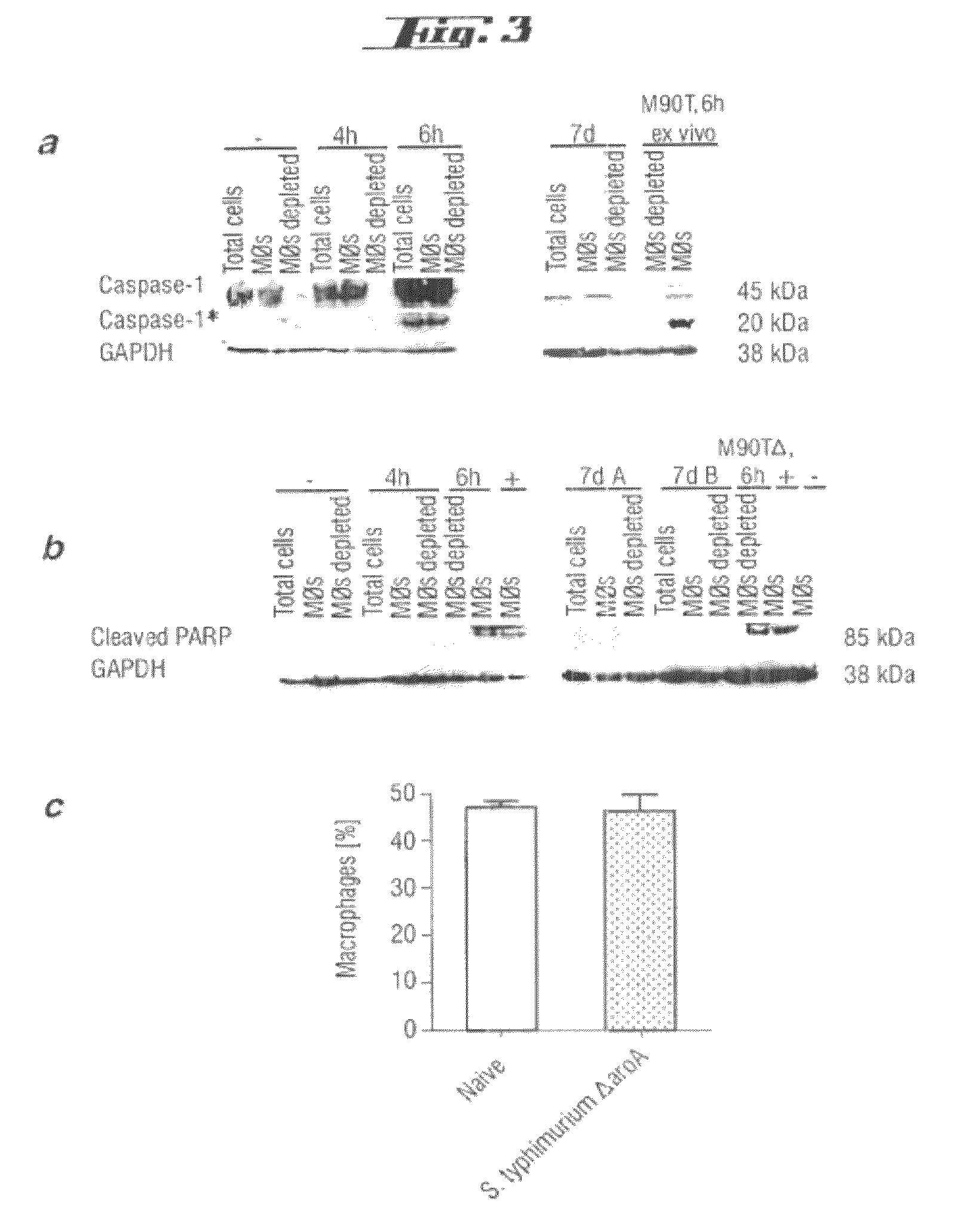 Non-pathogenic and/or attenuated bacteria capable of inducing apoptosis in macrophages, process of manufacturing and uses thereof