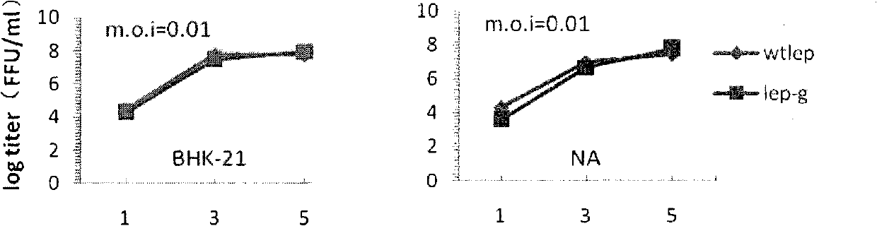 Construction of recombinant rabies virus of double-expression G gene and biological property analysis thereof