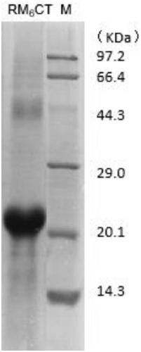 Preparation and application of bionic medical fibroblast