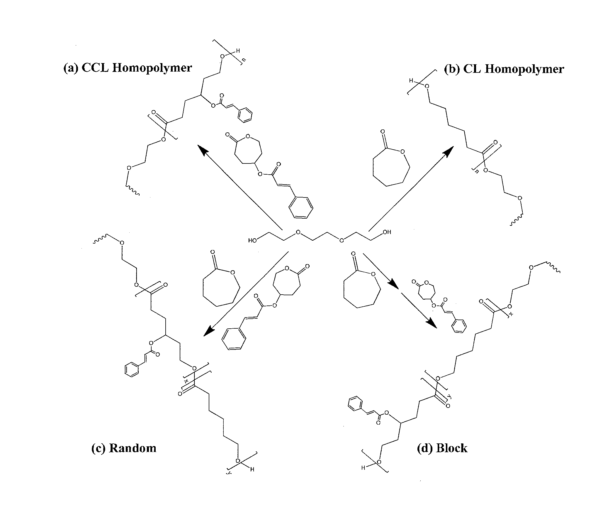 Biodegradable shape memory polymer