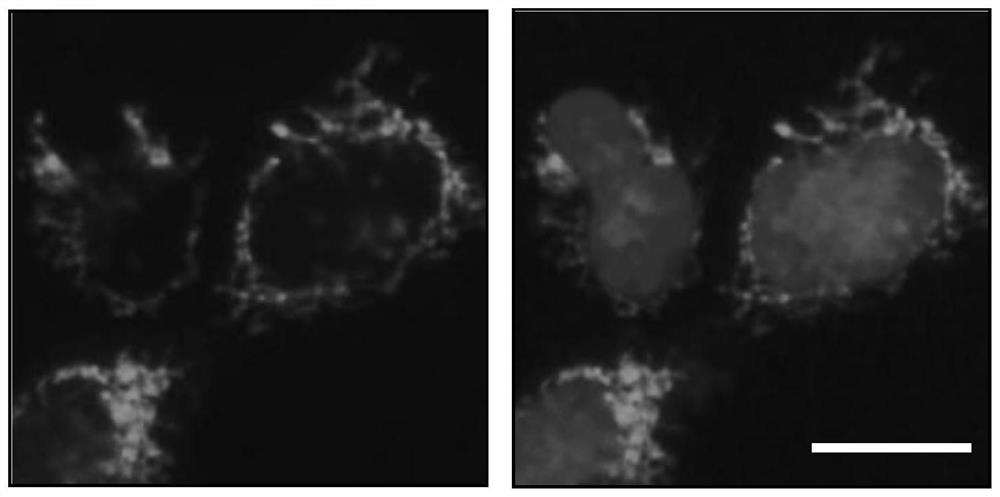 Myristoylated polypeptide for coding mitochondrial localization as well as preparation method and application of myristoylated polypeptide