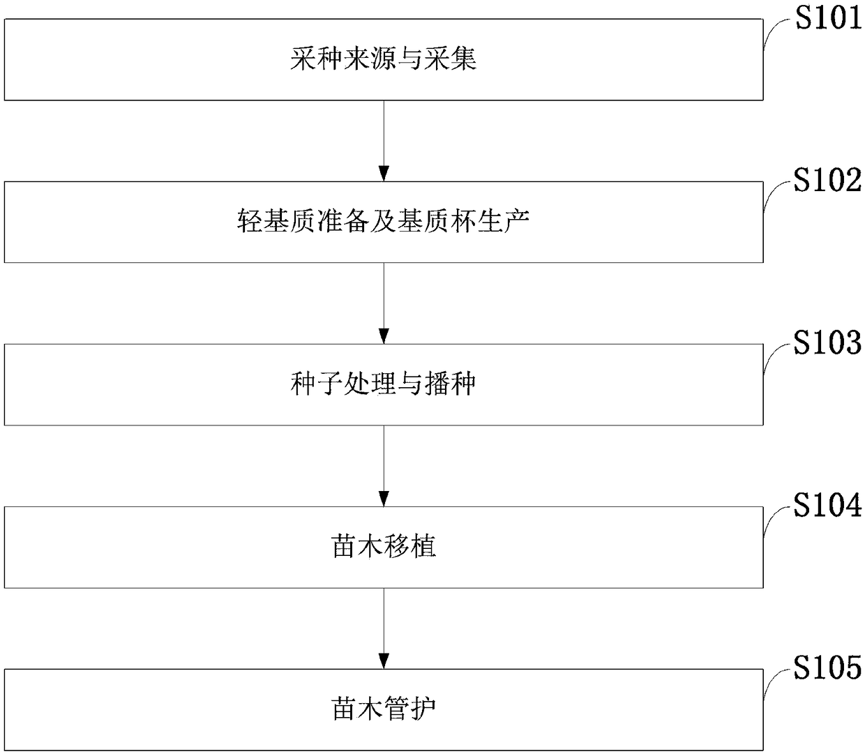 Method for raising taiwania flousiana gaussen light-matrix container seedling