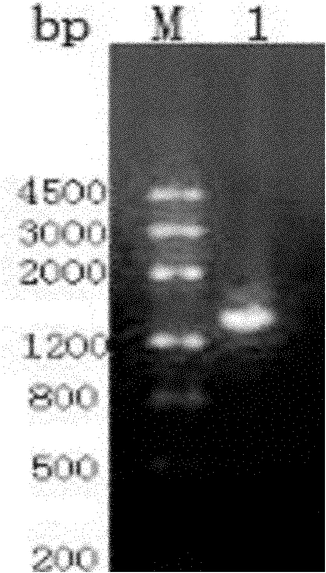 Mutant enzyme of glutamate dehydrogenase and construction method thereof