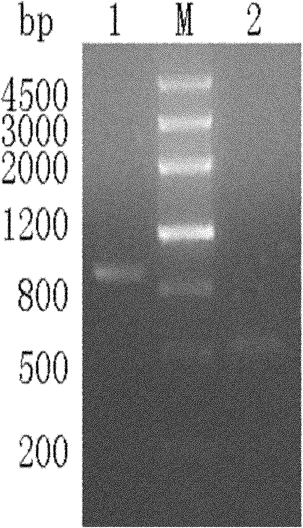 Mutant enzyme of glutamate dehydrogenase and construction method thereof