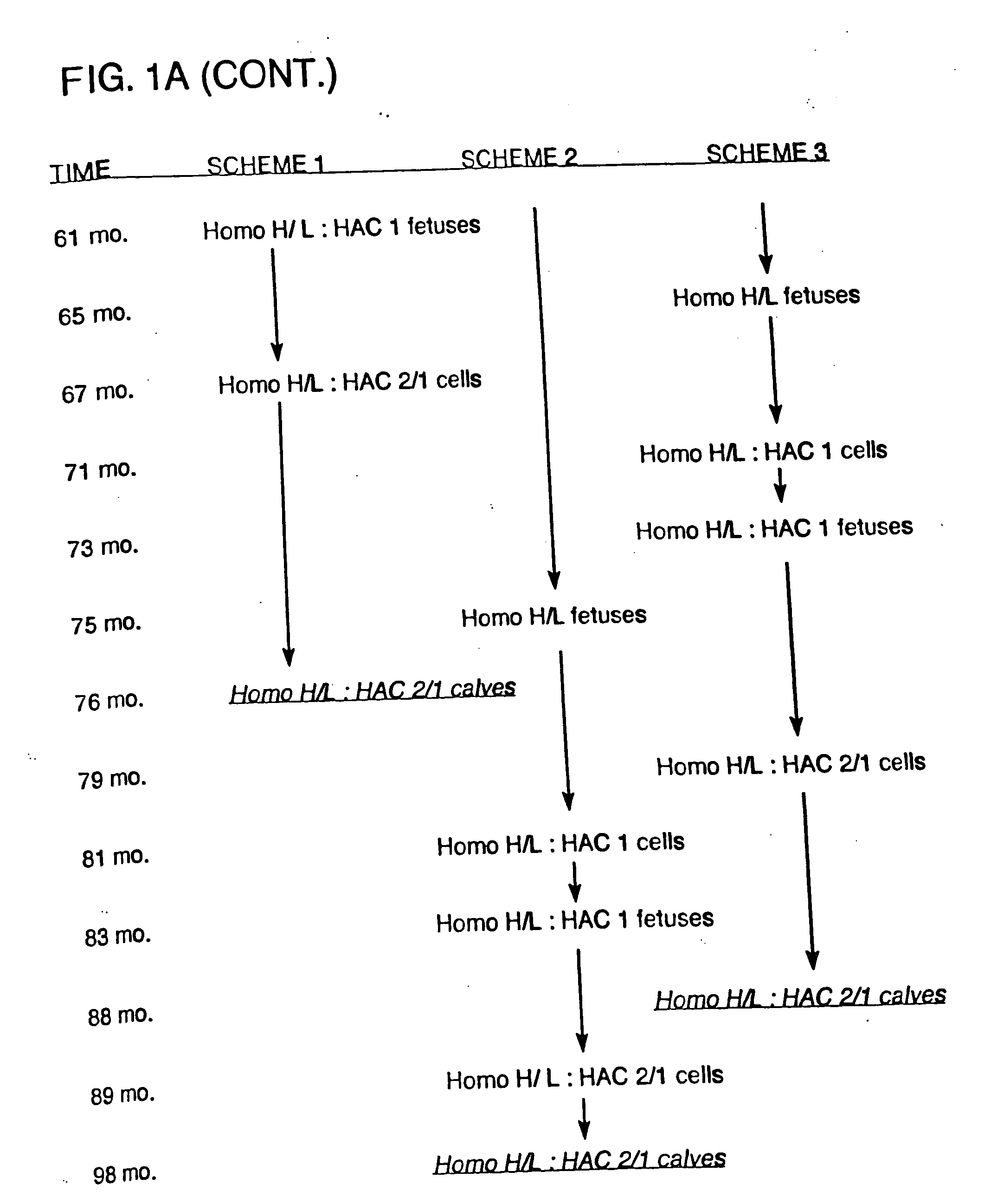 Transgenic ungulates having reduced prion protein activity and uses thereof