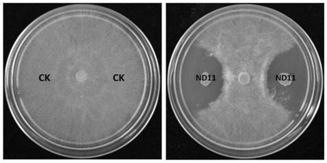 A kind of biocontrol bacteria and its application in the control of crop sheath blight