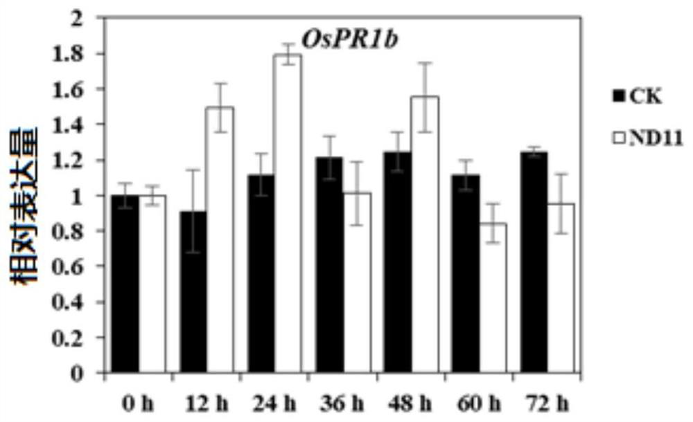 A kind of biocontrol bacteria and its application in the control of crop sheath blight