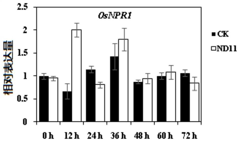 A kind of biocontrol bacteria and its application in the control of crop sheath blight