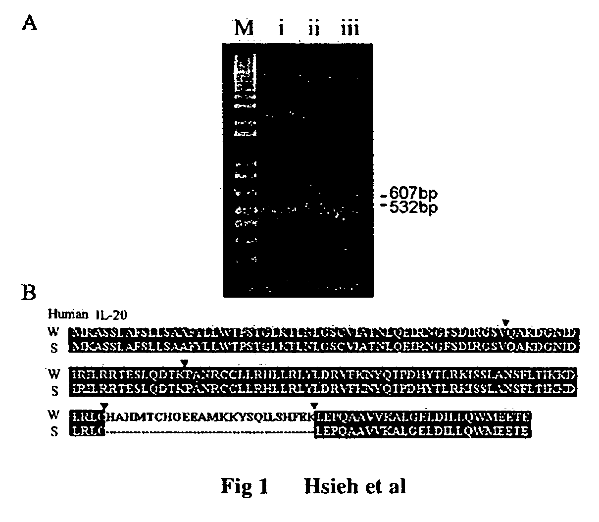 Antibodies to interleukin-20 and method for inhibiting interleukin-20 induced cell proliferation