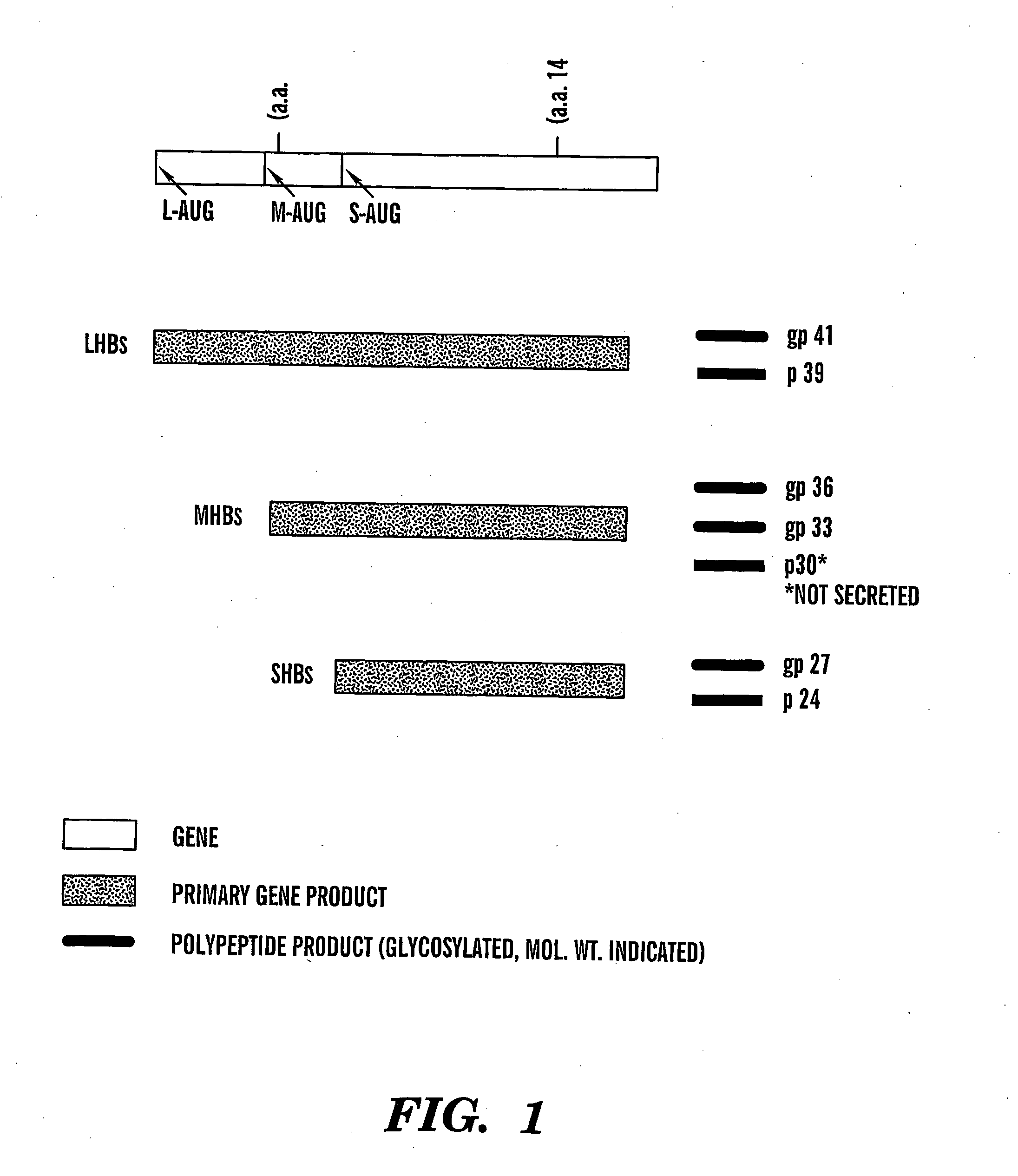 Method of treating viral infections