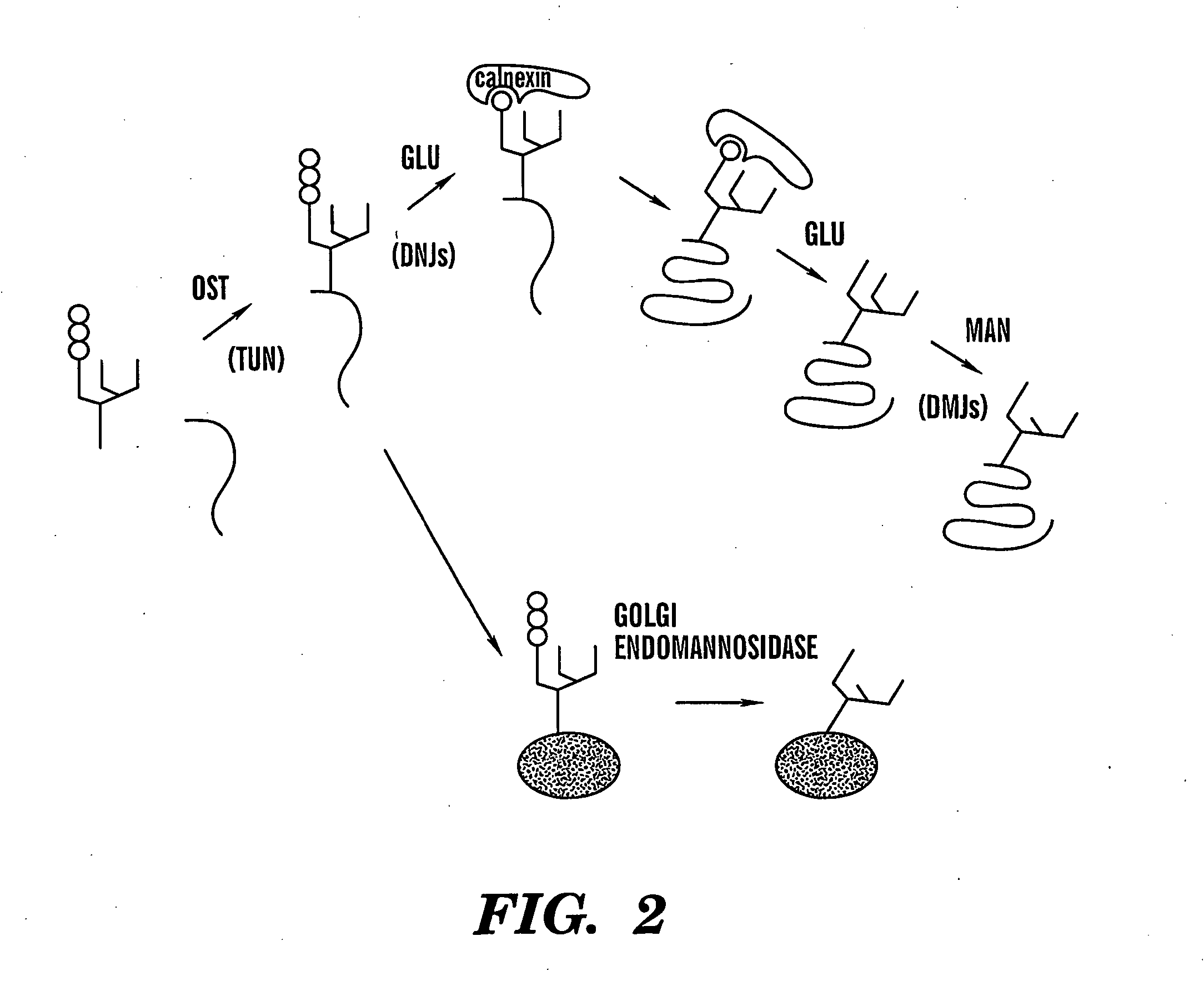 Method of treating viral infections