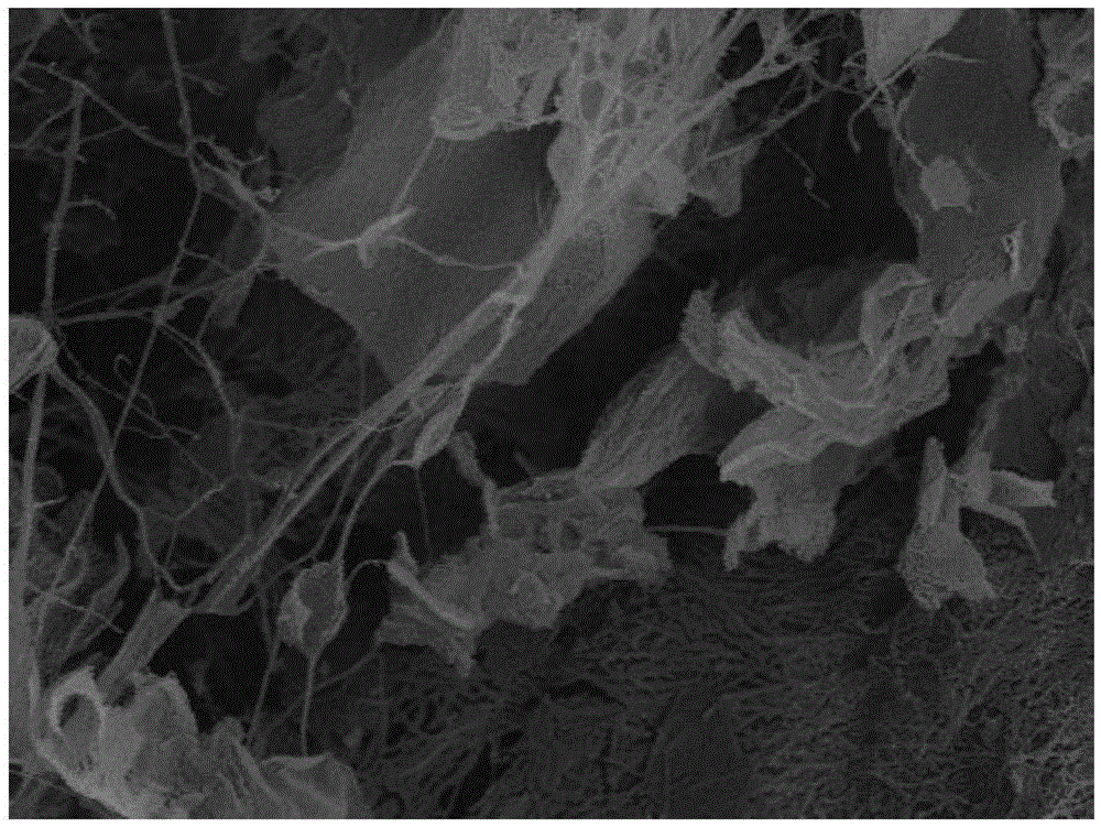 Preparation method and application of N-P-dopted carbon fiber/graphene/bacterial cellulose conducting film material