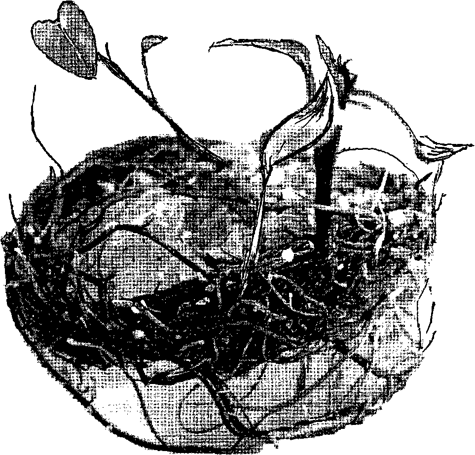 Sweet-potato isolated culture adventitious-root germination method and use thereof