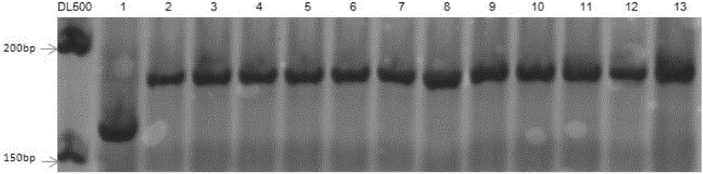 Rice blast resistance gene Piz-t functional specific molecular marker and detection method and application thereof