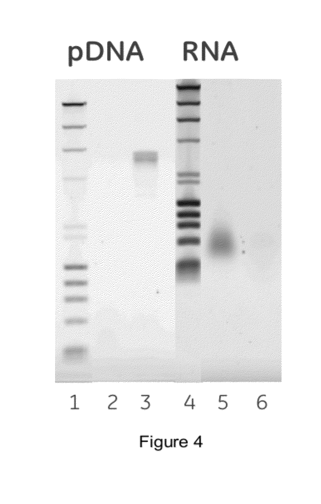 Polymer two phase system and use thereof