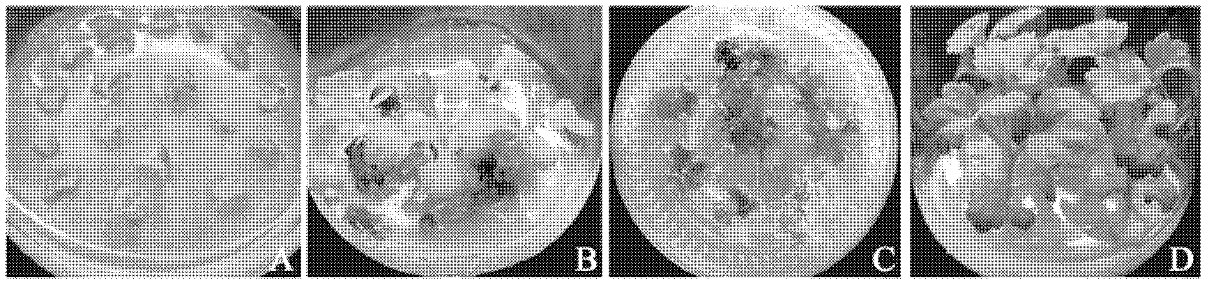 Salt-tolerant gene CcSOS1 and application thereof