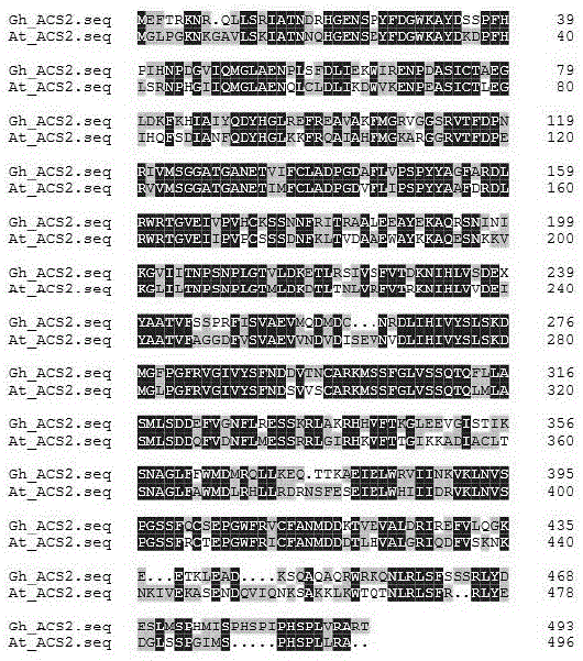 Application of arabidopsis AtACS2 gene in cotton drought resisting and early maturing