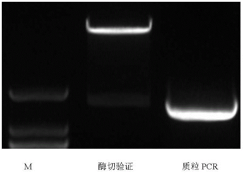 Application of arabidopsis AtACS2 gene in cotton drought resisting and early maturing